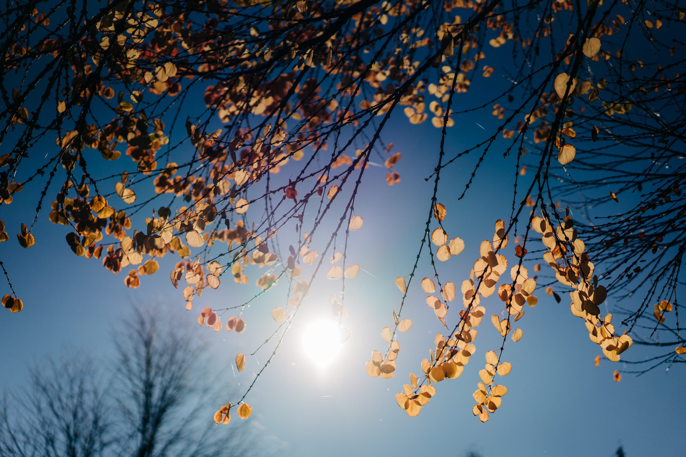 Seattle wedding photographers: Fall Wedding at Bella Luna Farms (87)