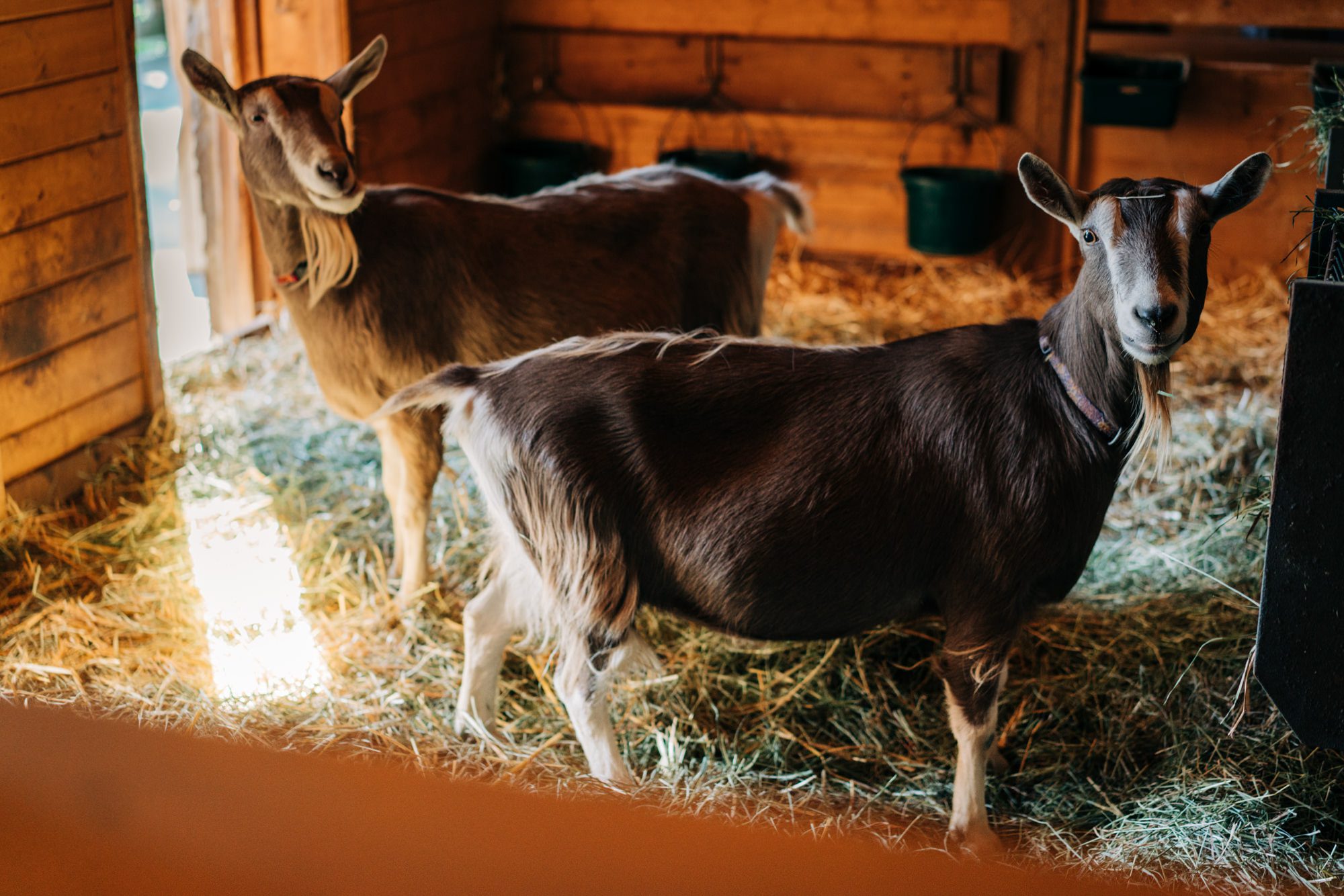Seattle wedding photographers: Fall Wedding at Bella Luna Farms (84)