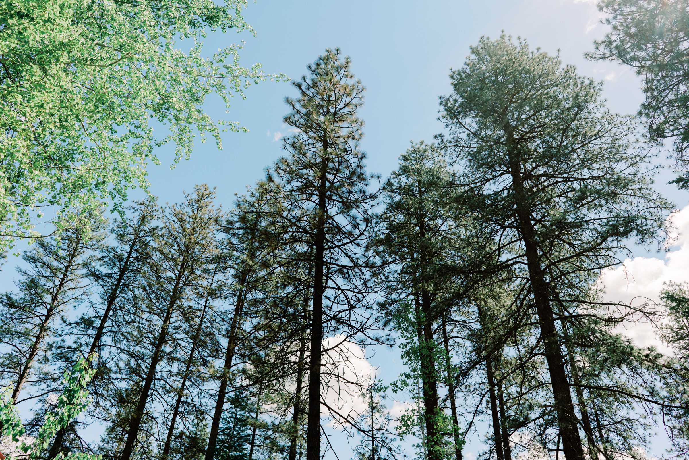 Sleeping Lady Resort weddings: Kristen and Russ