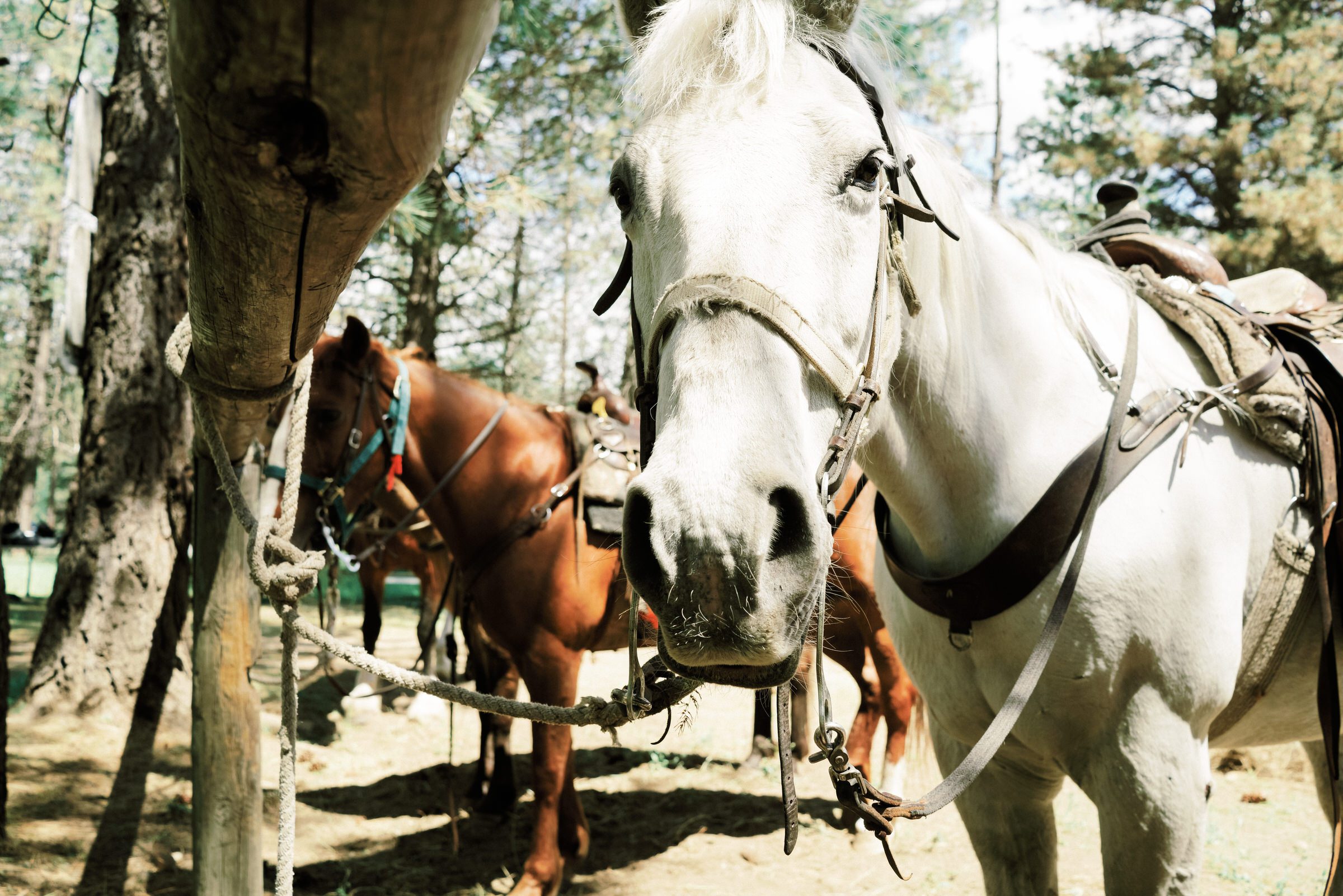 Sleeping Lady Resort weddings: Kristen and Russ