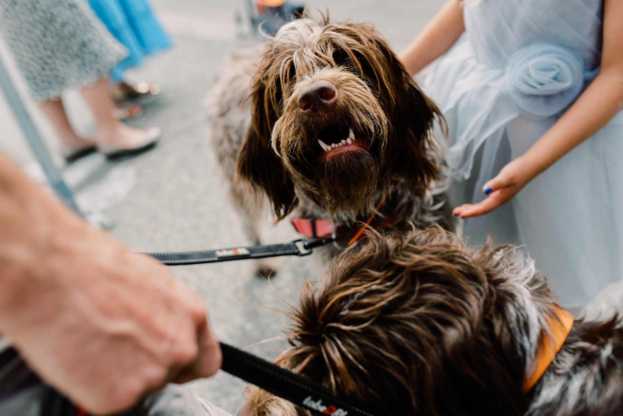 Wedding at Sacred Heart Church Seattle: Wedding at Sacred Heart Church Seattle: Tennie and Shane's dogs wait for them outside