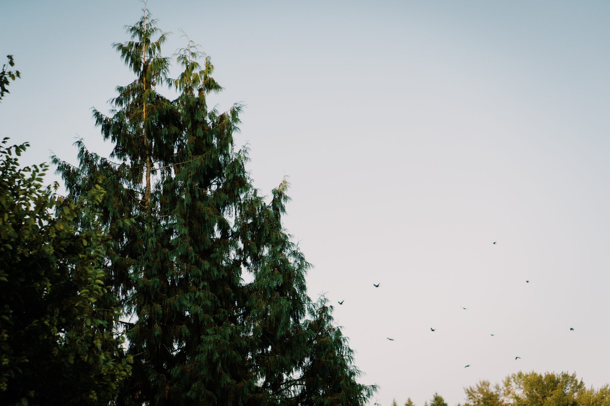 Woodinville Lavender Farm weddings: Party time